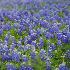 Bluebonnets in Wolf Park
